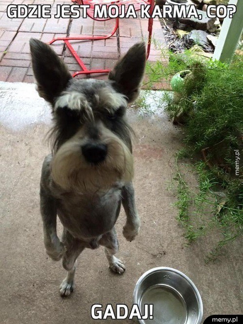 Gdzie jest karma!