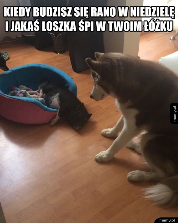 Loszka w łóżku