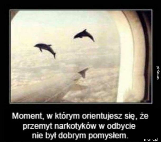 Delfinki