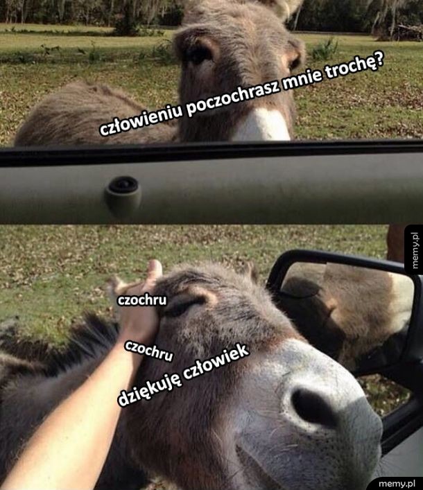 Człowieku
