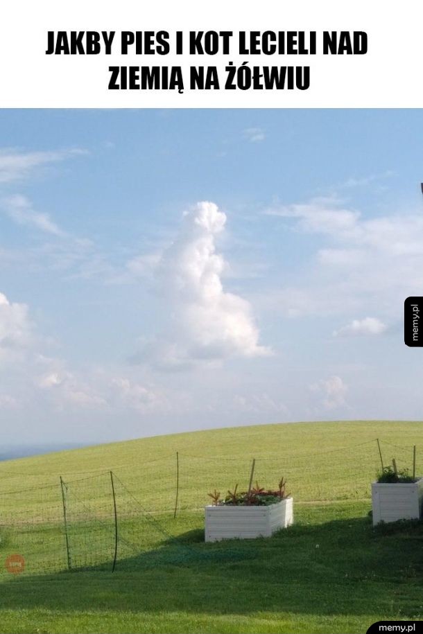 Powietrzny żółw