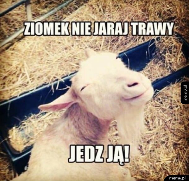 Koziołek radzi