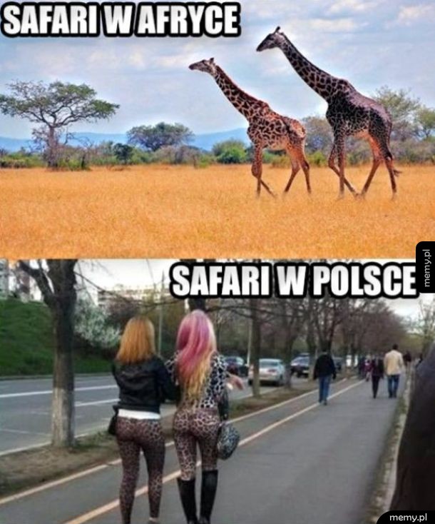 Safari