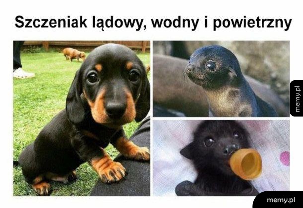 Szczeniaczki