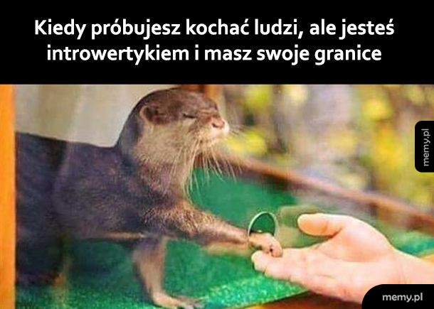 Introwertyk