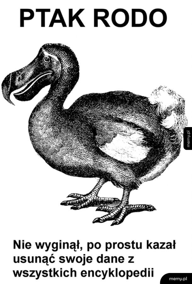 Ptaszek Rodo