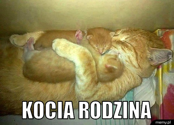 Koteły