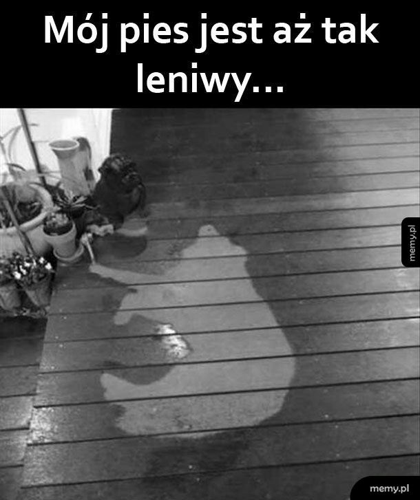 Leniwiec