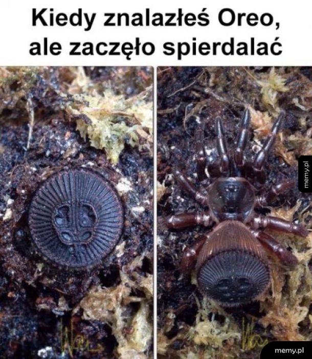 Dziwne Oreo
