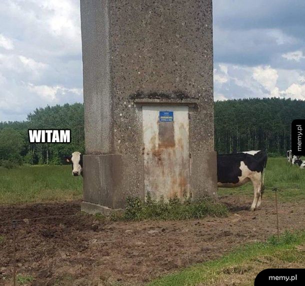 Długa krowa