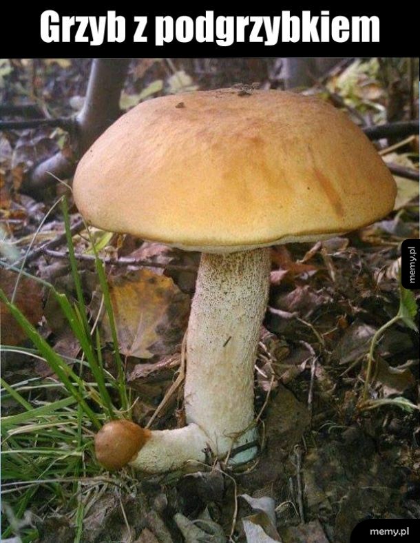 Grzybol