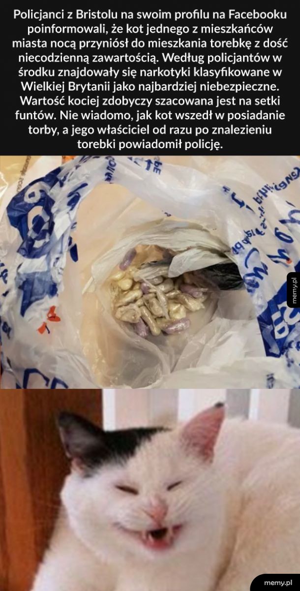 Dobry kotek ( ͡° ͜ʖ ͡°)