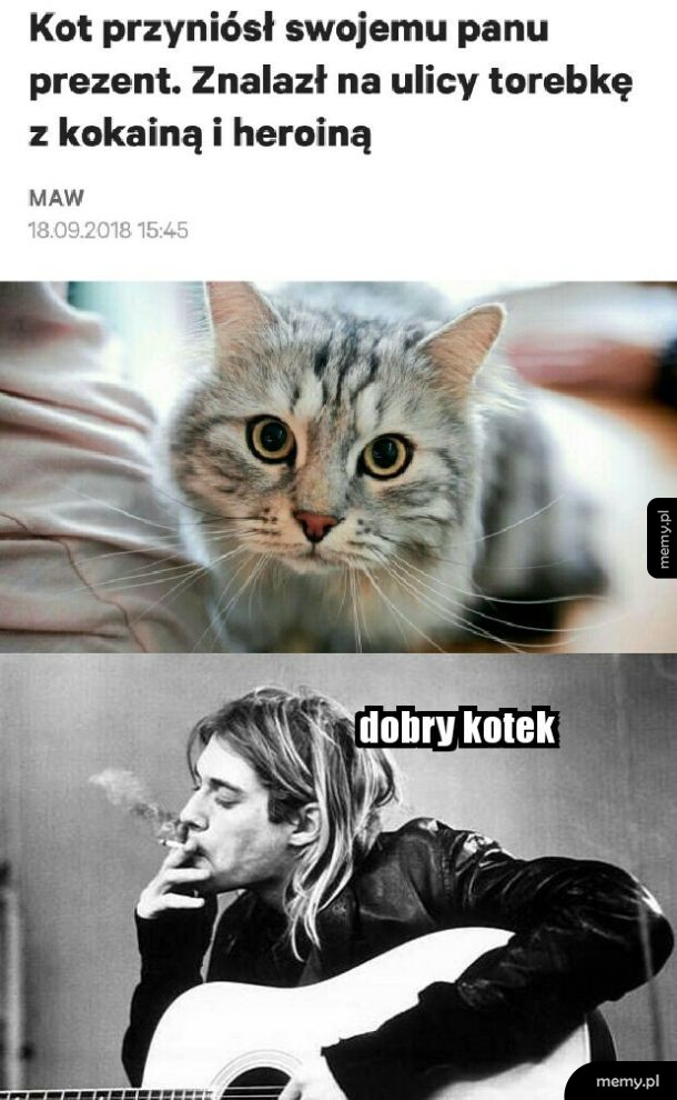 Zwierzak dla Kurta