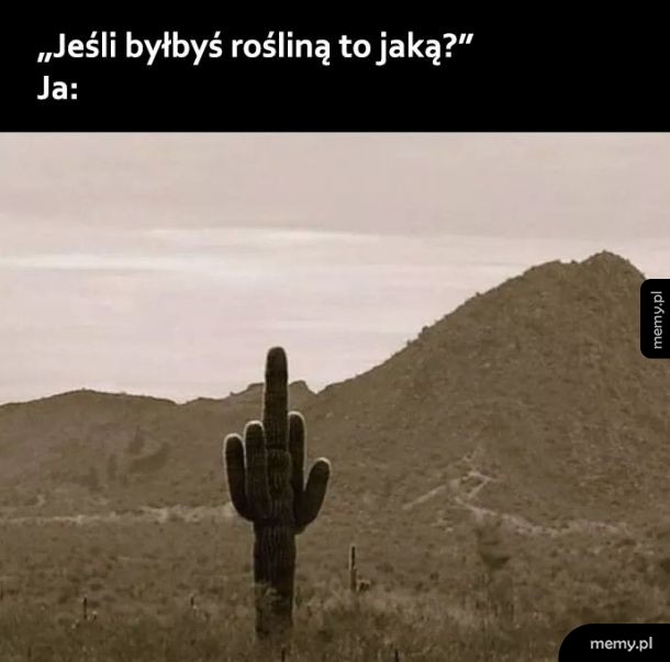 Roślina