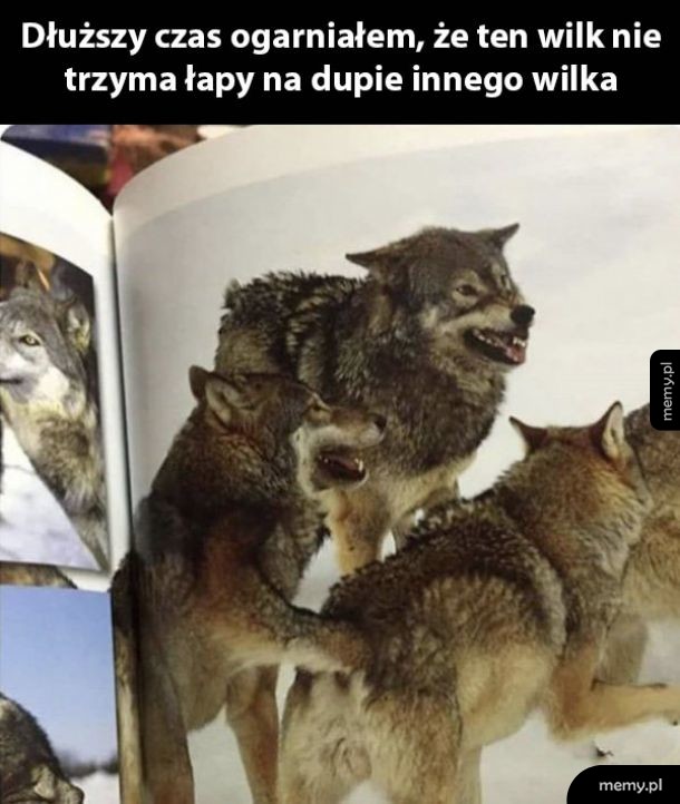 Wilki