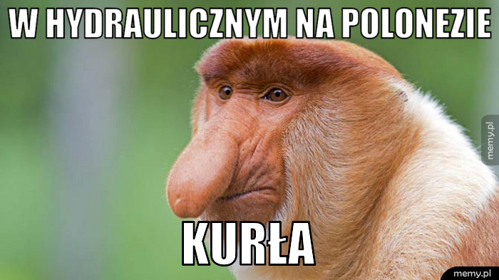 W hydraulicznym na polonezie KURŁA