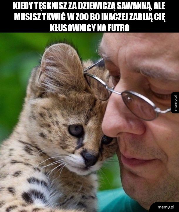 Gepard