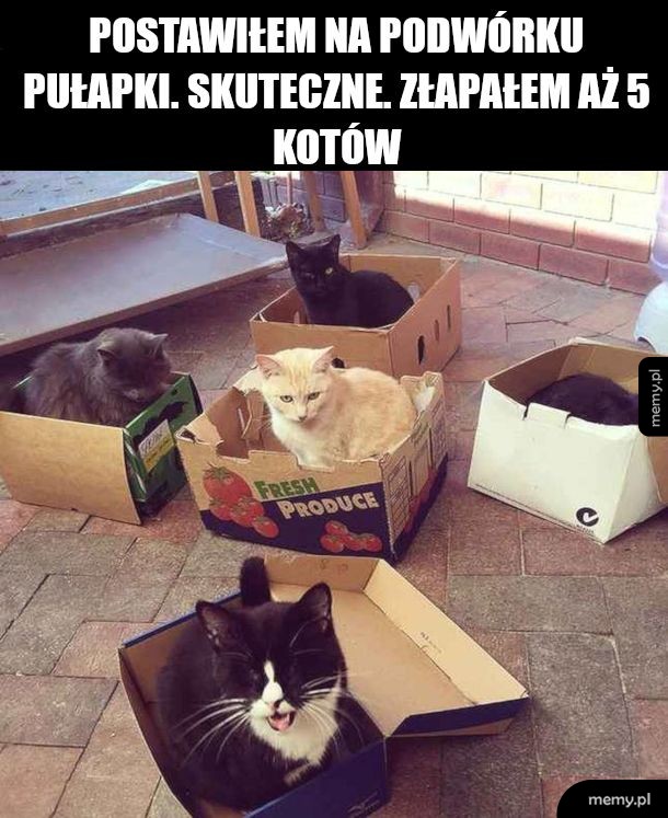 Pułapka