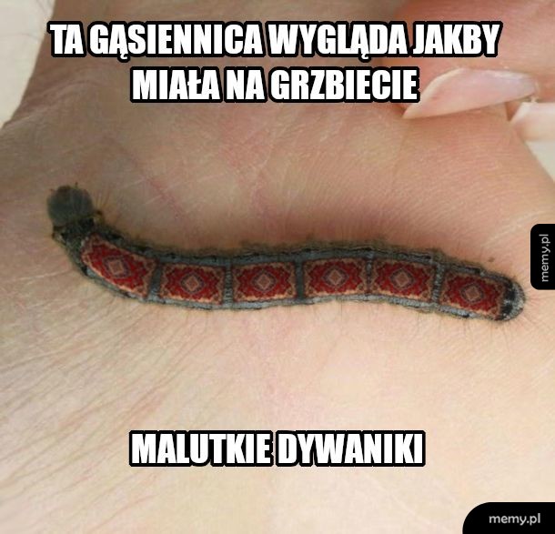 Może jest z Rosji