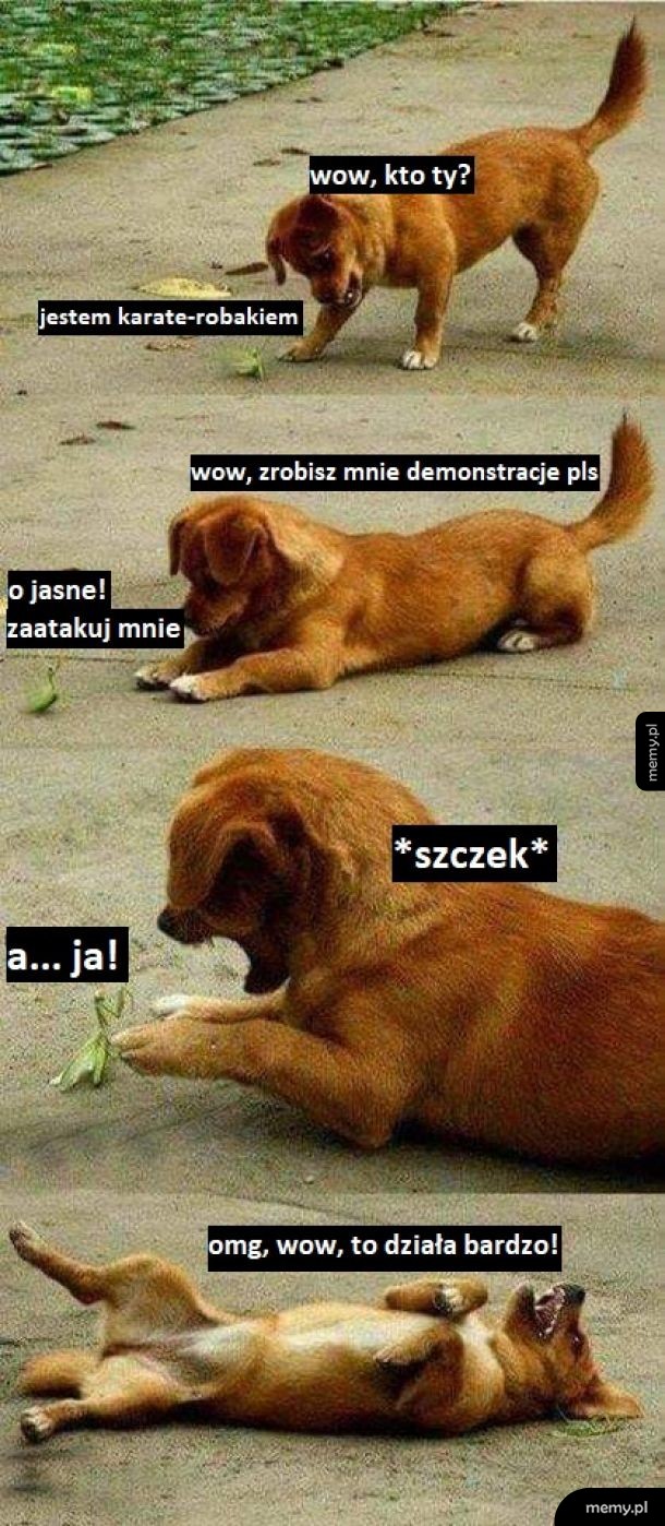 Pieseł vs modliszka