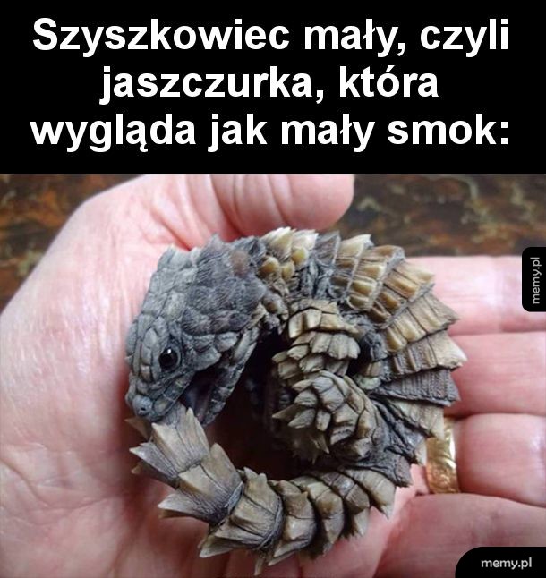 Miniaturowy smok