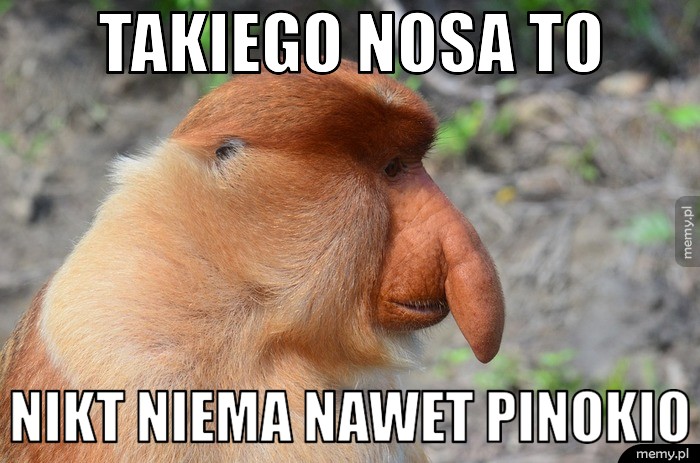 Takiego nosa to nikt niema nawet pinokio