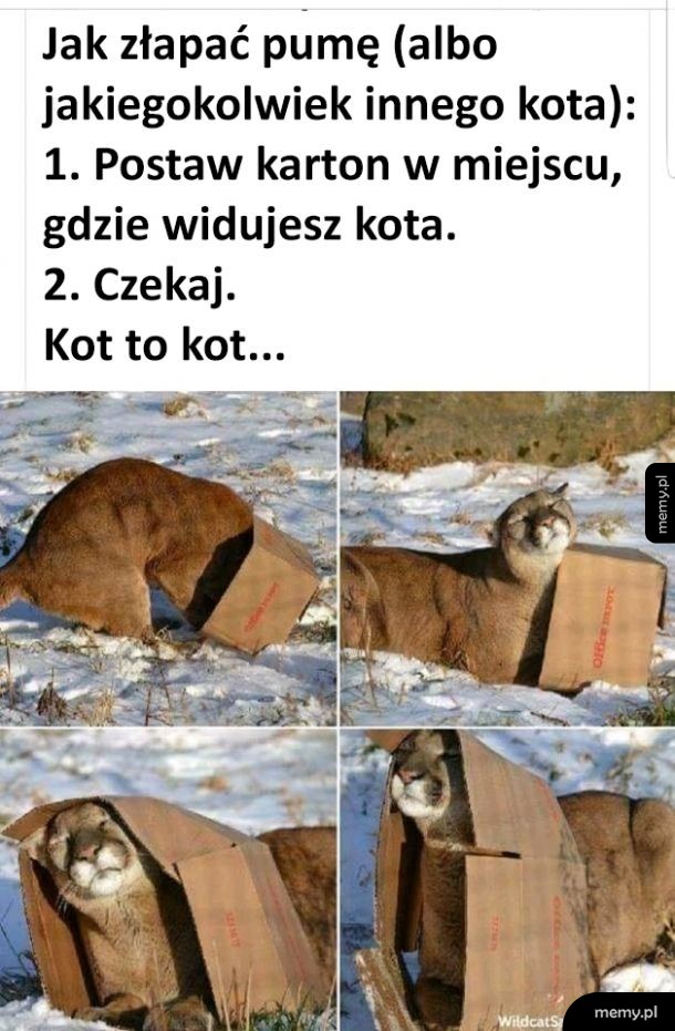 Kot to kot, bez względu na rozmiar