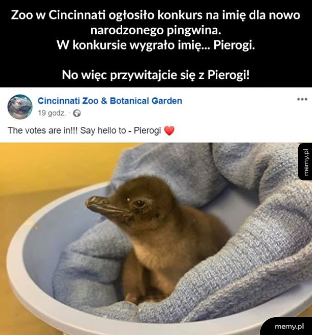 Pingwin