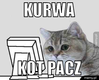 KURWA KOT PACZ