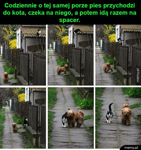 Przyjaciele