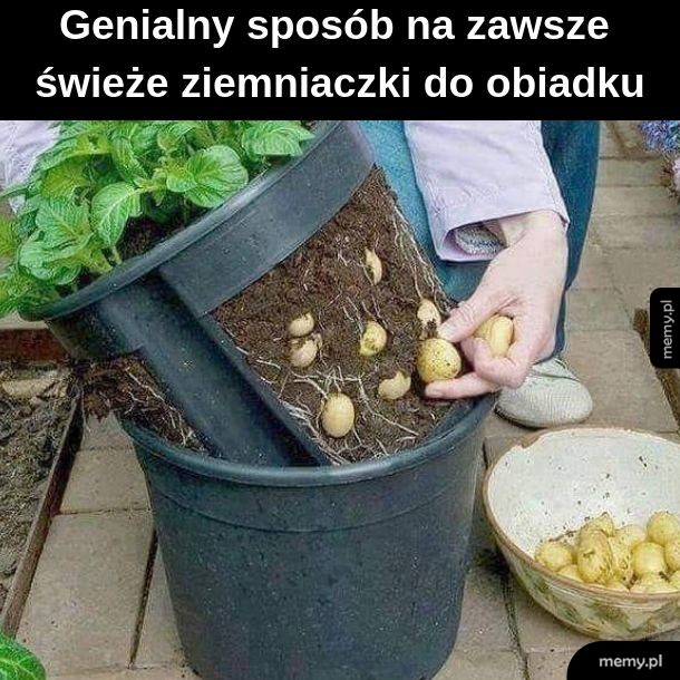 Ziemniaczki