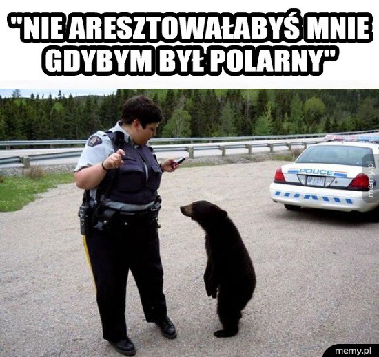 Białe niedźwiedzie mają lepiej