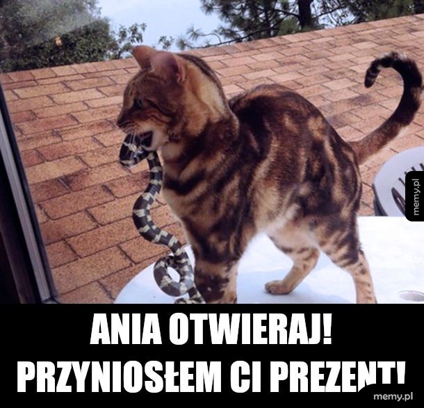 Kiedy kot cie kocha