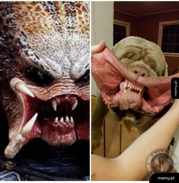 Predator pies