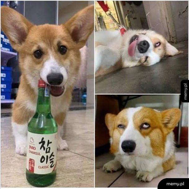 Corgi