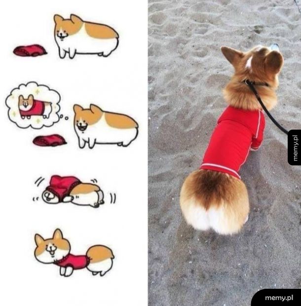 Corgie