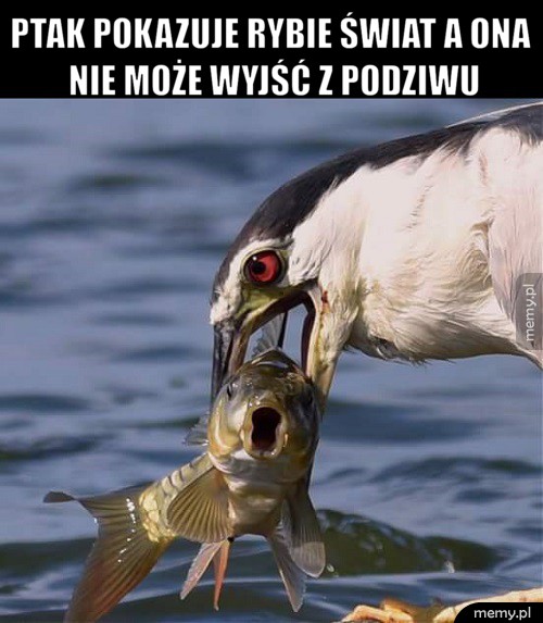 Dobry ziomek ptak
