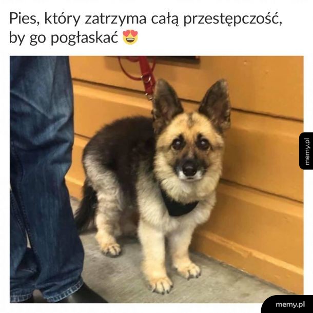 Rzuć przestępczość i podrap mnie za uszkiem