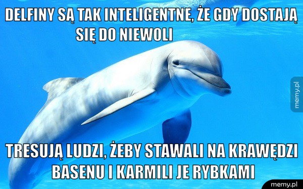 Delfiny