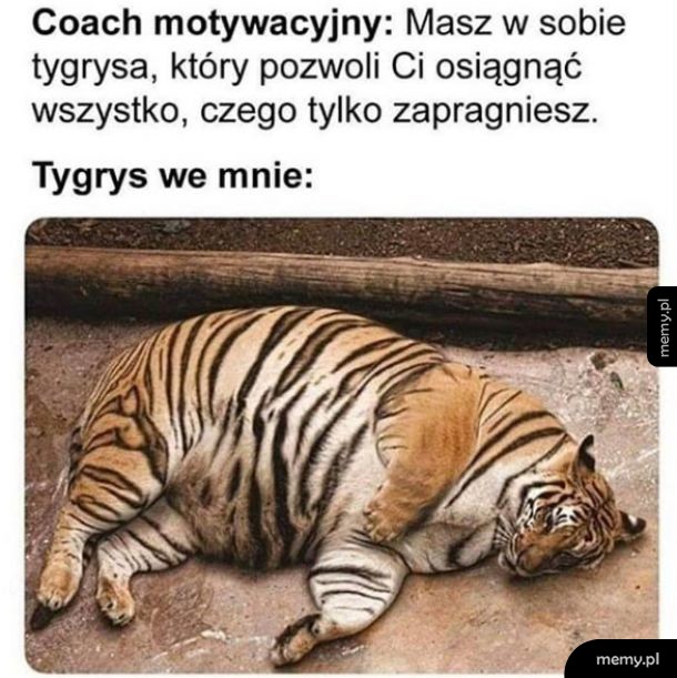 Tygrys