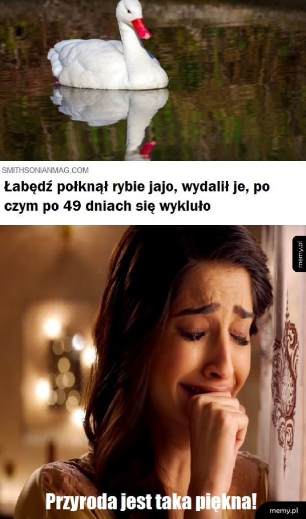 Majestatyczne ptaki!