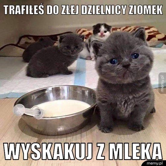 Groźny kotek