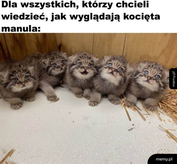 Manul