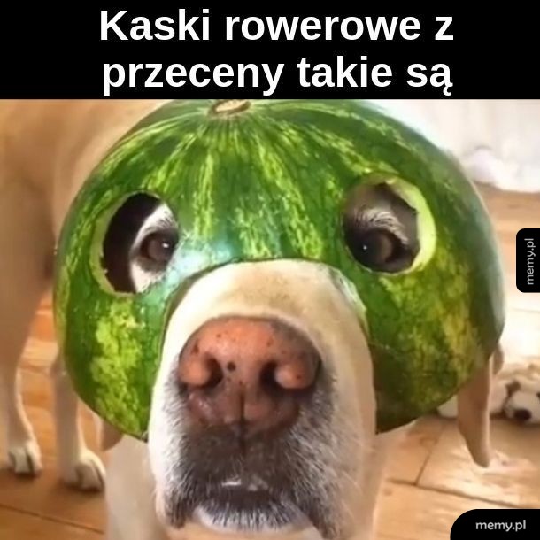 Kask