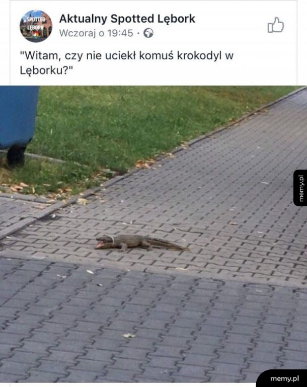 Krokodyl