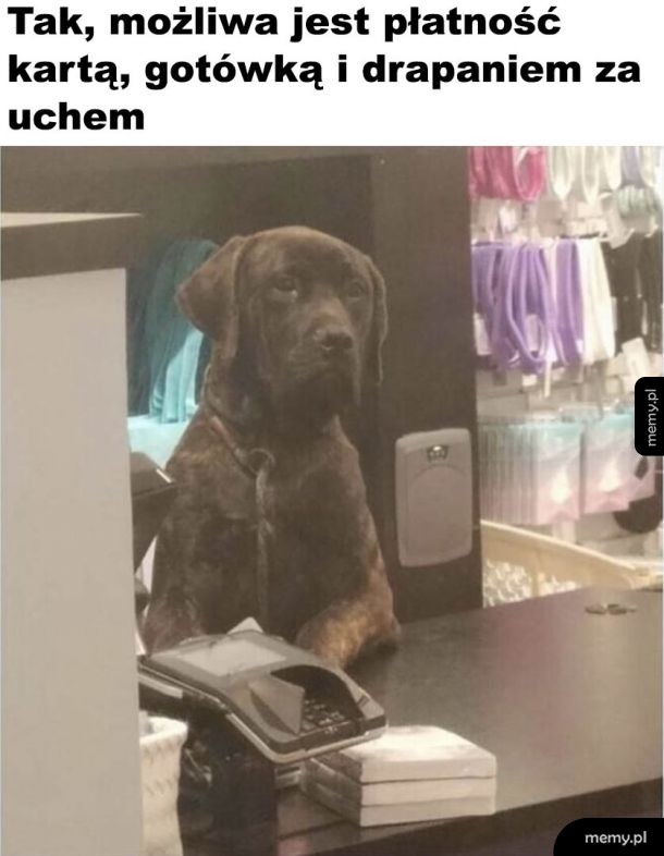 Pieseł na kasie
