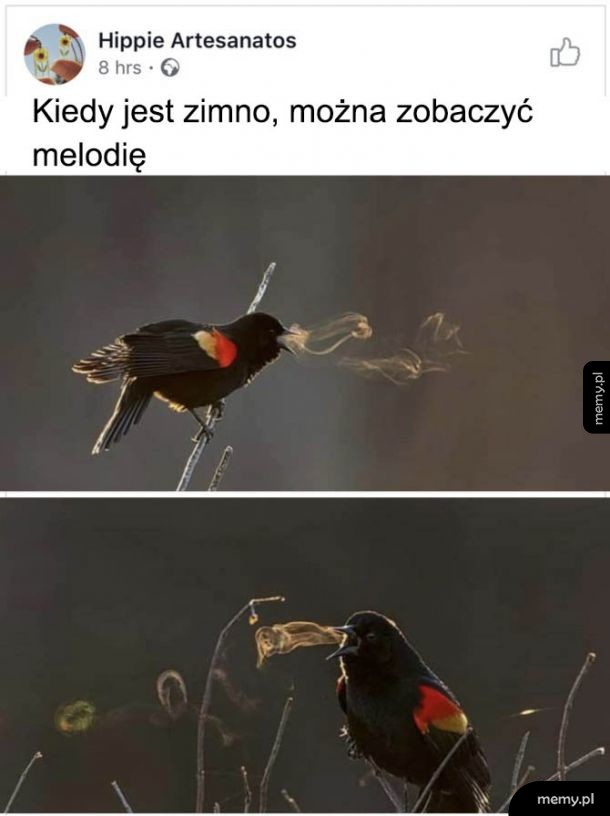 Widoczna melodia