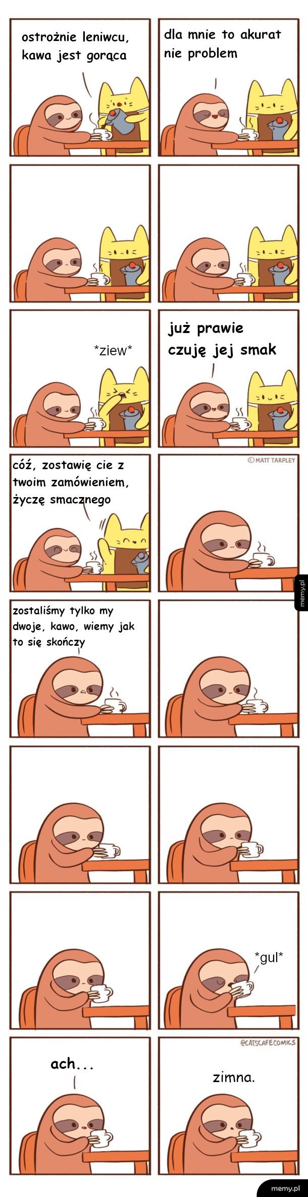 Leniwiec w kawiarni