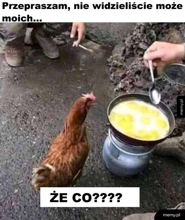Szok dla kury