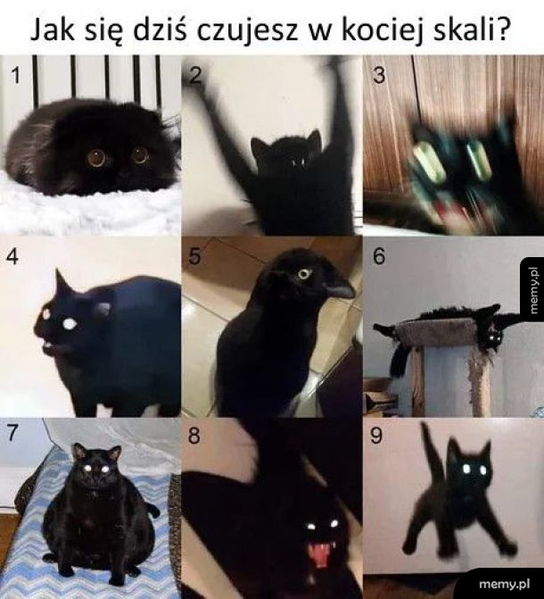 Kocia skala nastroju